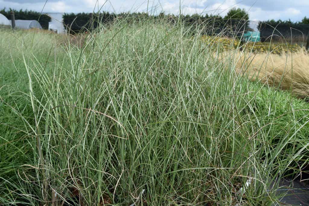 Miscanthus var. purpurascens 'Sarabande' ---
